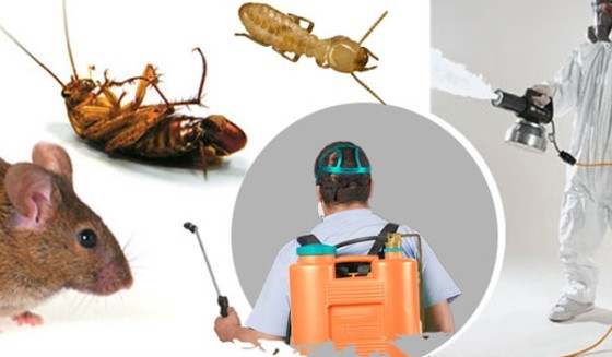 Pest Control in North Charleston SC