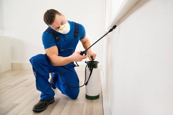 Pest Control in Sterling Heights MI